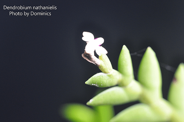 石斛蘭Dendrobium nathanielis