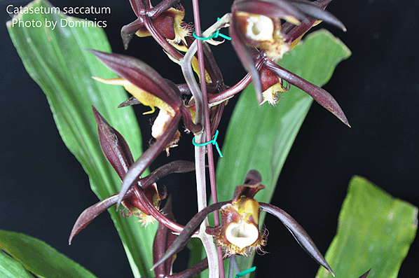 袋唇瓢唇蘭Catasetum saccatum