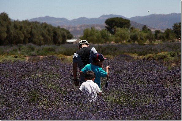 LavenderFestival 263