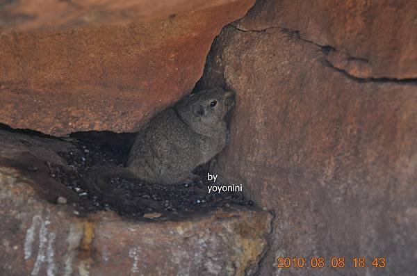 DSC_0864可愛動物.JPG