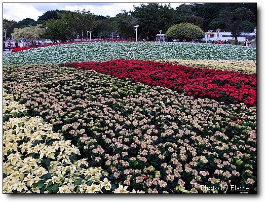 圓山花海4