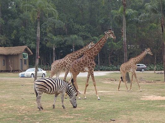 長隆野生動物園