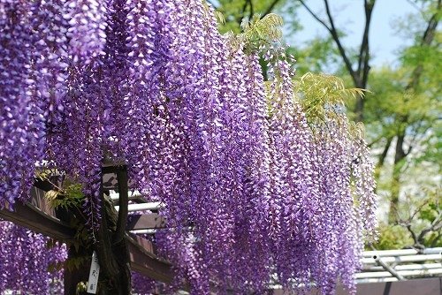 名城公園「藤の回廊」20080428_123248.jpg