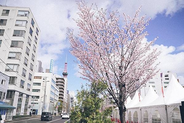【日本北海道】小樽、登別、白金青池、白鬚瀑布、美瑛名樹8日行