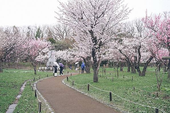 【日本北海道】小樽、登別、白金青池、白鬚瀑布、美瑛名樹8日行