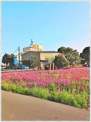 2024看花 賞花 波斯菊花海景點~台中大里夏田路附近