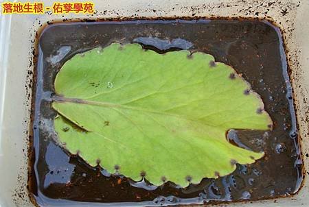 新竹市安親班-植物生態的研討與實作(5上自然)