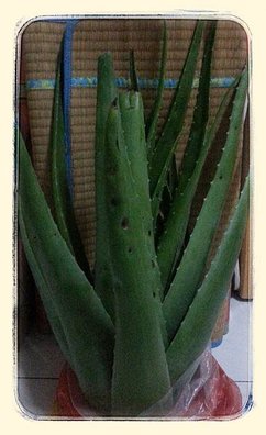 2 Years Up -Aloe Vera