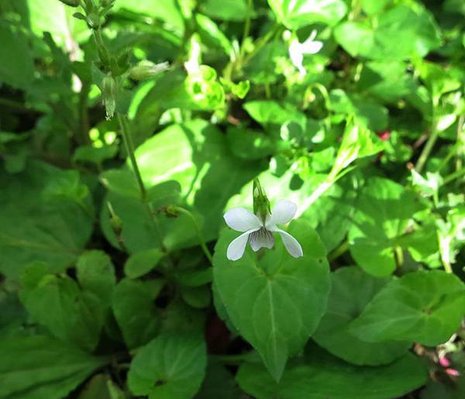 1030223竹子湖產道_台北蓳菜.jpg