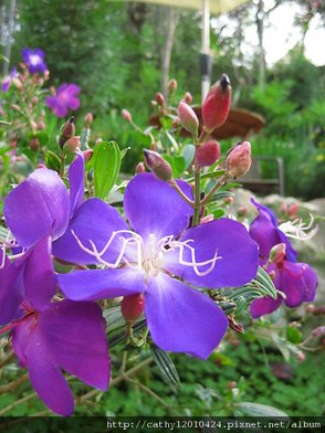 IMG_0663.JPG