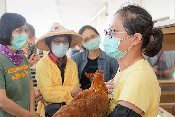 圖說：抱雞要有自信。