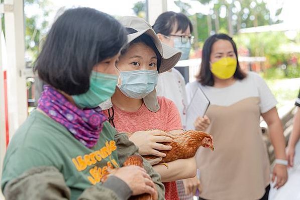 圖說：志工的抱雞初體驗。