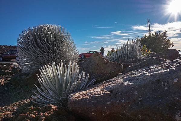 Haleakala Silversword