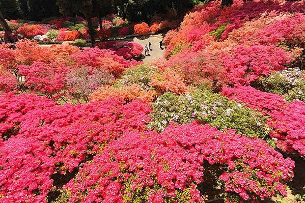 花現茨城  櫻川  磯部稻村神社  日立櫻花祭  龍崎般若院