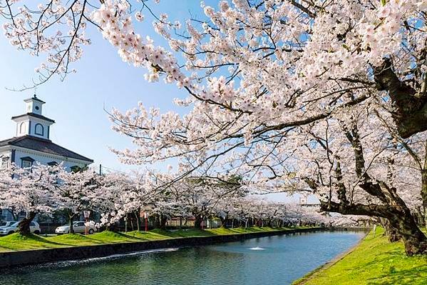 山形賞櫻  天童櫻花祭  馬見崎櫻花道  新井田川花見船  