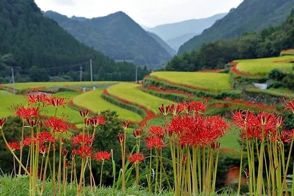 九州的小京都  山鹿市