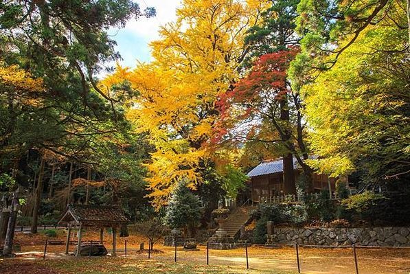 福岡賞楓情報