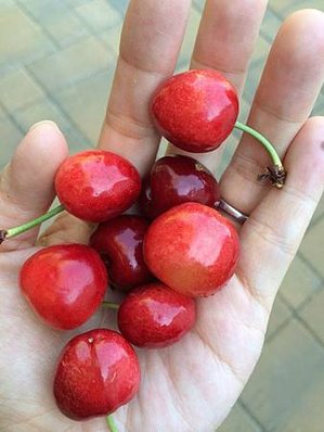 Mother&apos;s Day Gift &amp; Cherry Picking at Backyard (6).jpg