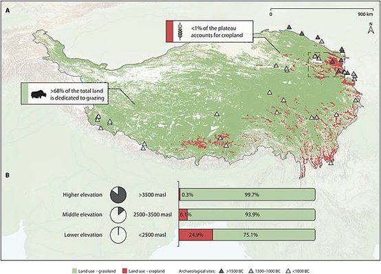 青藏高原高高在上，3500年前開始吃奶