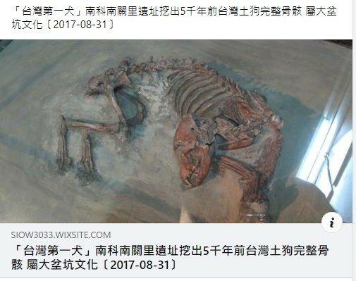 忠心台灣土狗獲國際認證正名「台灣犬」/台灣土狗通過70多個會