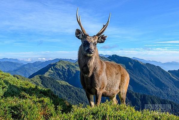 台灣野山羊/臺灣高山水鹿Formosan Sambar De