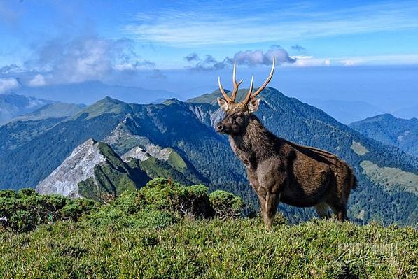 台灣野山羊/臺灣高山水鹿Formosan Sambar De