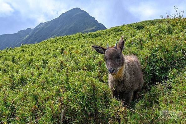 台灣野山羊/臺灣高山水鹿Formosan Sambar De