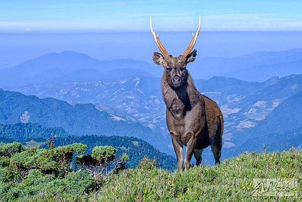 台灣野山羊/臺灣高山水鹿Formosan Sambar De