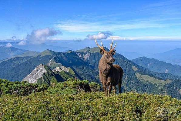 台灣野山羊/臺灣高山水鹿Formosan Sambar De