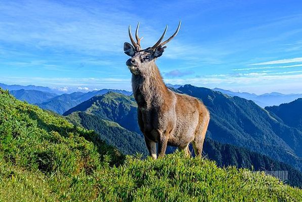 台灣野山羊/臺灣高山水鹿Formosan Sambar De