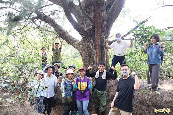 湖口大園山陣地，發現百年老樹群-木麻黃，拯救老樹-請縣政府固