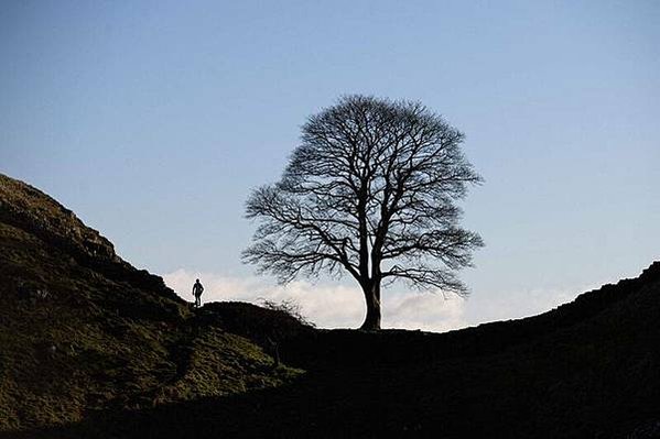 羅賓漢樹（Sycamore Gap Tree以及Robin 