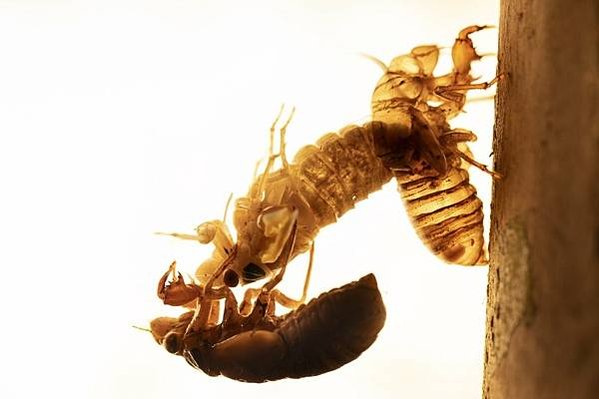 世界上壽命最長的昆蟲-蟬-美國221年一次的「蟬爆日」，13