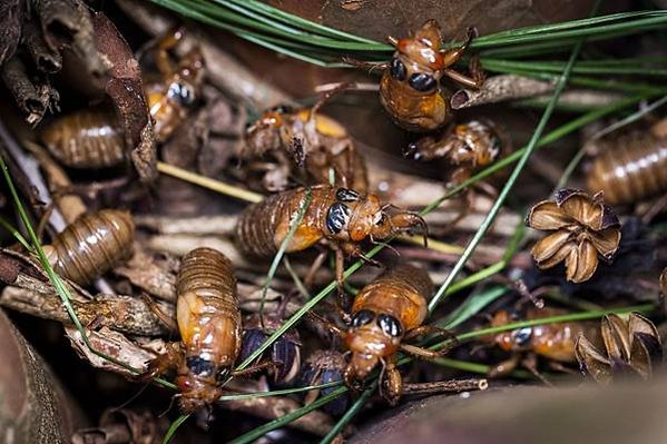 世界上壽命最長的昆蟲-蟬-美國221年一次的「蟬爆日」，13