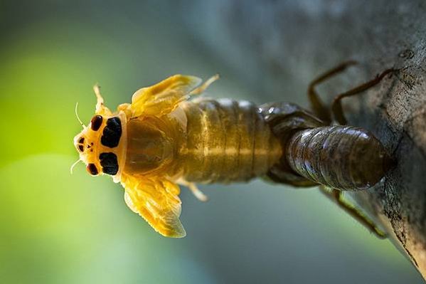 世界上壽命最長的昆蟲-蟬-美國221年一次的「蟬爆日」，13