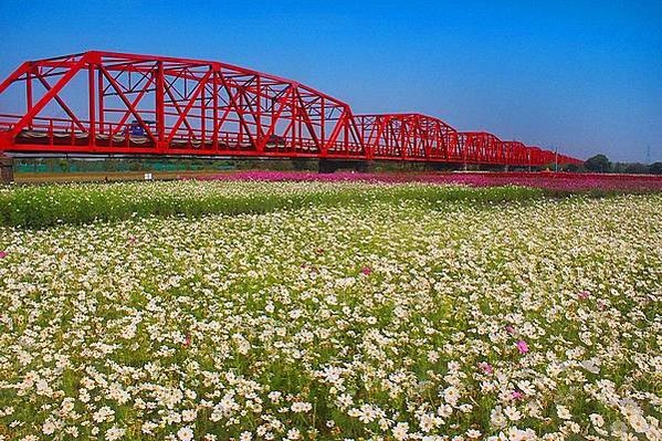 西螺大橋--張利聰