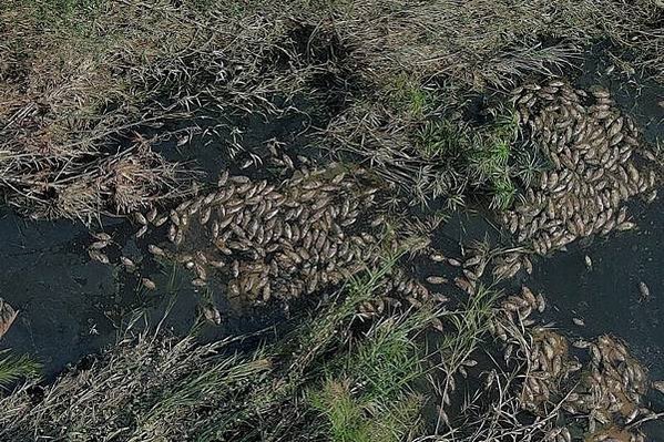 竹縣茄苳溪發源自湖口台地的新竹工業區-不肖業者大雨或假日的深