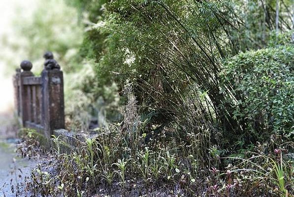 三灣百年糯米橋~南興橋-第二座聖德宮前-三灣鄉大河村（大河底