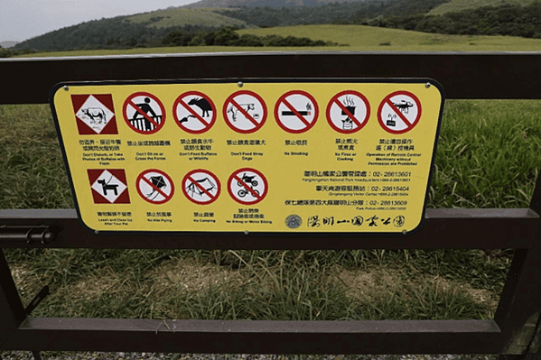 陽明山有3個牛群，分別在擎天崗、頂山石梯嶺與磺嘴山，這些牛已