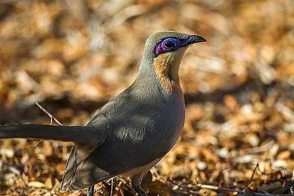 杜鵑鳥，俗稱布穀鳥分布於歐、亞、非洲的杜鵑科鳥類屬於孵卵寄生