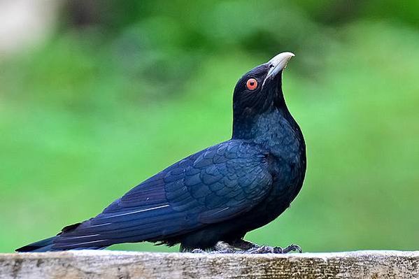 杜鵑鳥，俗稱布穀鳥分布於歐、亞、非洲的杜鵑科鳥類屬於孵卵寄生