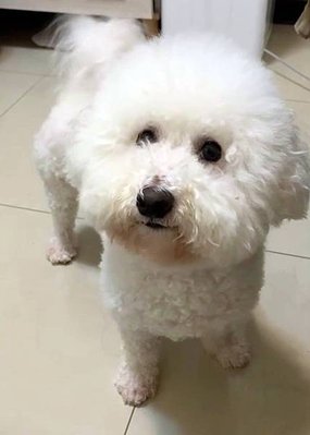 【真實分享】比熊嘴毛變黃氧化、皮膚敏感：龍龍吃舒敏豐毛Ｓ（皮