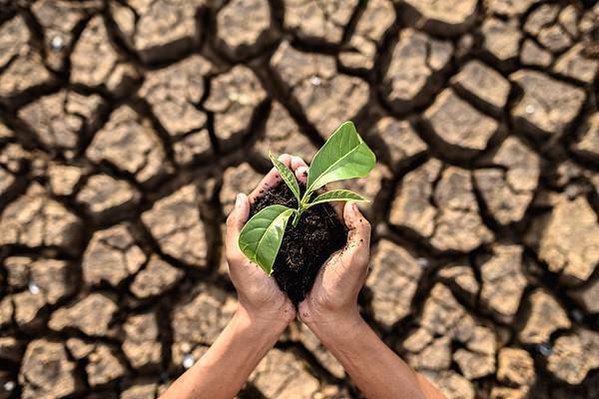 boy-are-stand-holding-seedlings-are-dry-land-warming-world