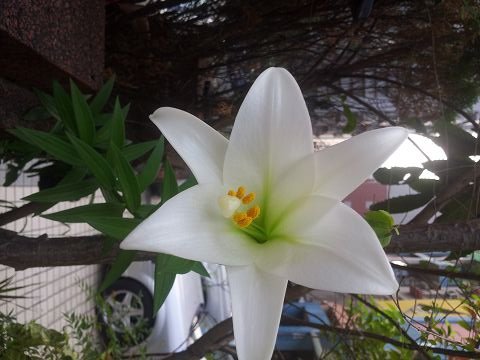 百合花開20140425_064838