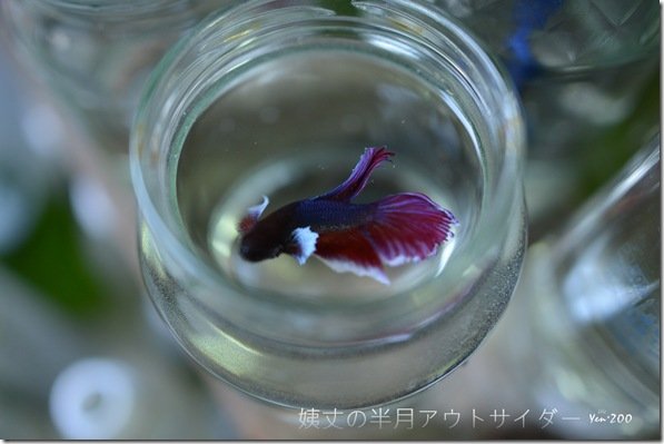 z_DSC_5049