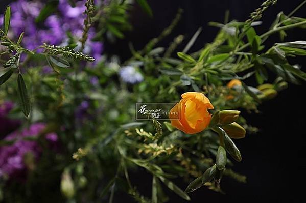 IMG_3555ok
