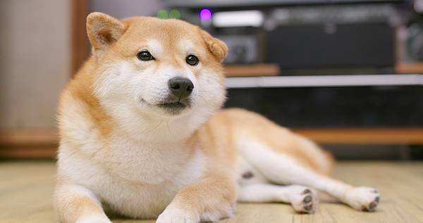 shiba-inu-in-the-living-room-2021-08-29-08-16-34-utc