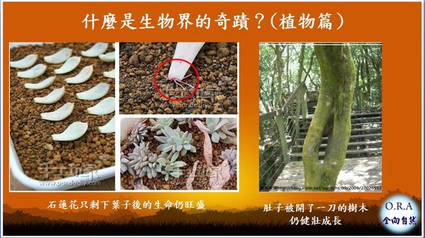 生物界的奇蹟 植物篇.jpg