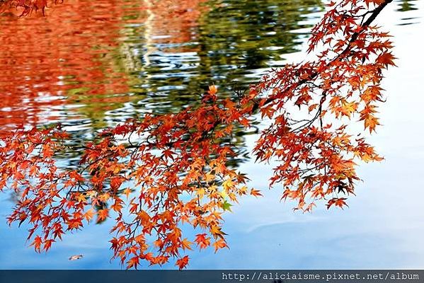 【長野縣】雲場池～輕井澤最浪漫的池畔楓景