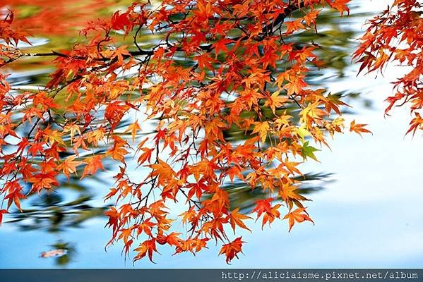 【長野縣】雲場池～輕井澤最浪漫的池畔楓景